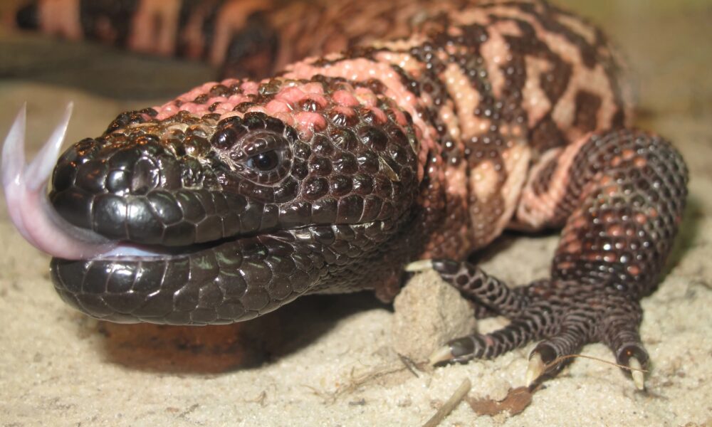 Gila monster spit inspired a new way to detect rare pancreatic tumors