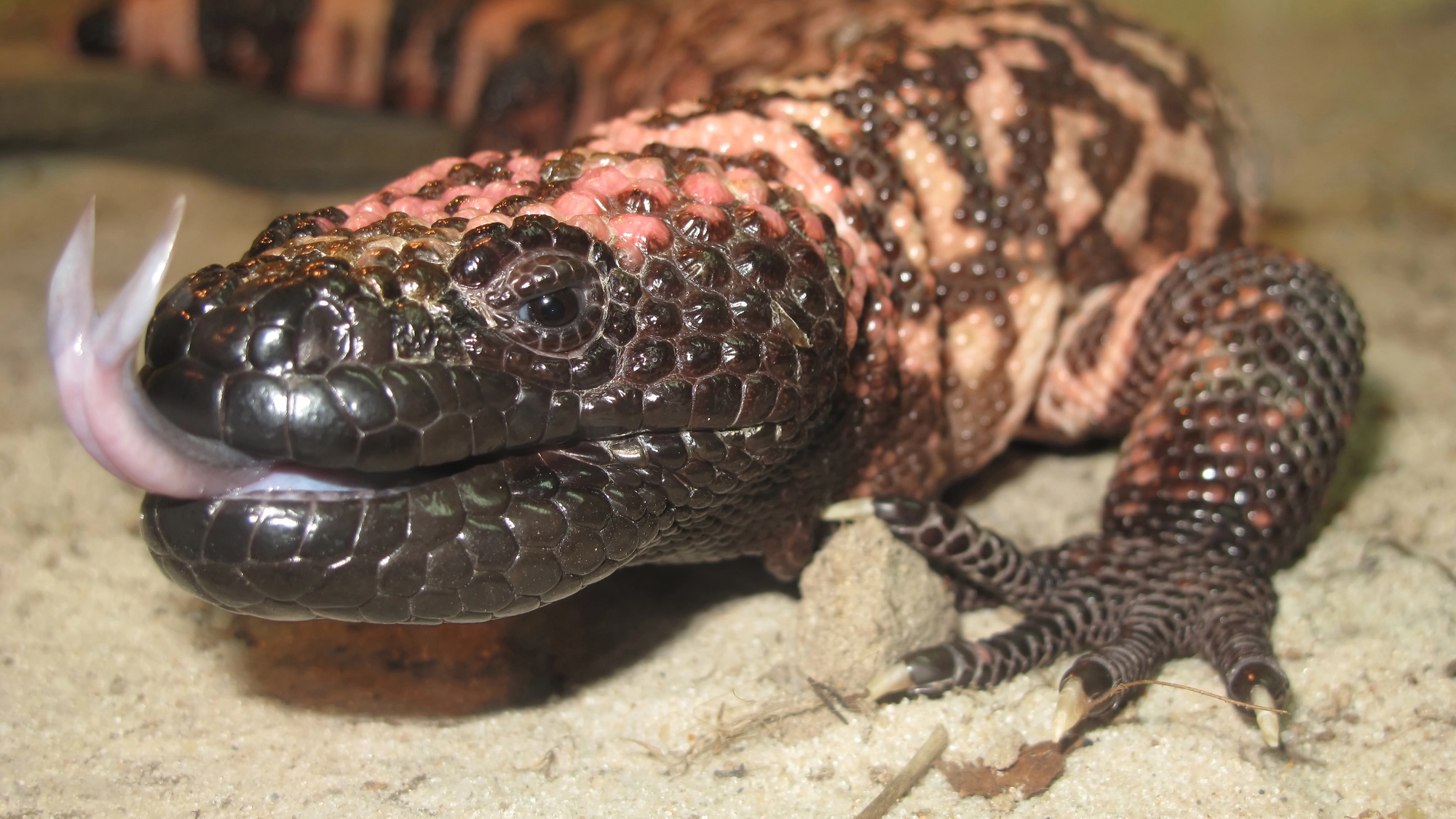 Gila monster spit inspired a new way to detect rare pancreatic tumors