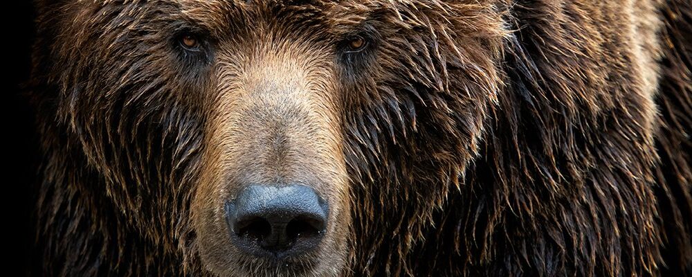 NCSC issues fresh alert over wave of Cozy Bear activity