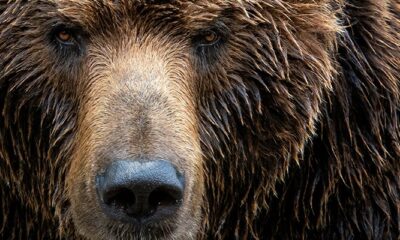 NCSC issues fresh alert over wave of Cozy Bear activity