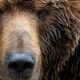 NCSC issues fresh alert over wave of Cozy Bear activity