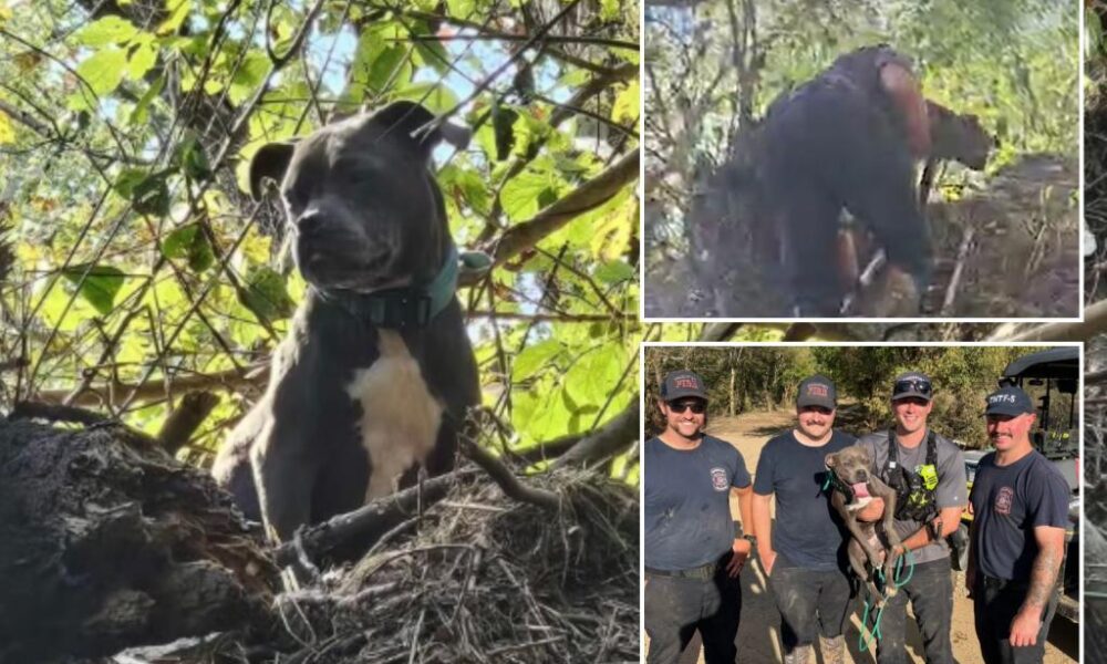 Tennessee dog trapped in tree rescued 3 days after Helene floods