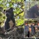 Tennessee dog trapped in tree rescued 3 days after Helene floods