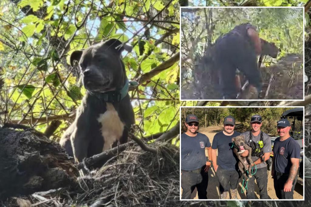 Tennessee dog trapped in tree rescued 3 days after Helene floods