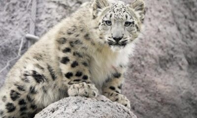 Torontonians get first chance to meet snow leopard cubs Zoya and Minu this weekend - Toronto