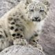 Torontonians get first chance to meet snow leopard cubs Zoya and Minu this weekend - Toronto