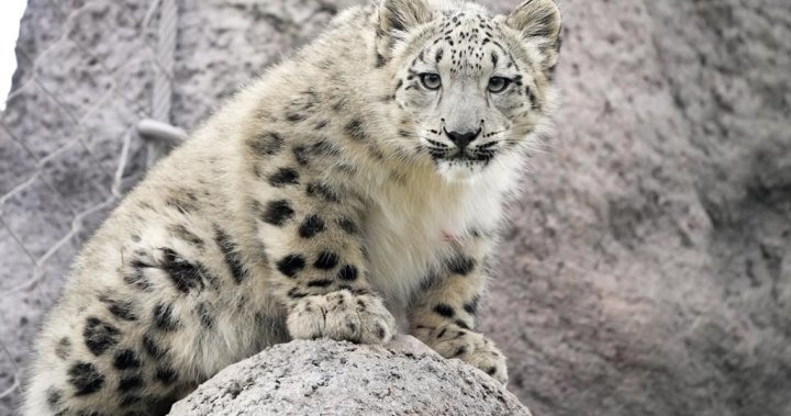 Torontonians get first chance to meet snow leopard cubs Zoya and Minu this weekend - Toronto