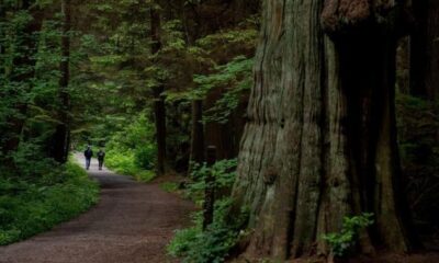 Vancouver to remove a fraction of 160K Stanley Park trees it originally estimated - BC