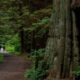 Vancouver to remove a fraction of 160K Stanley Park trees it originally estimated - BC