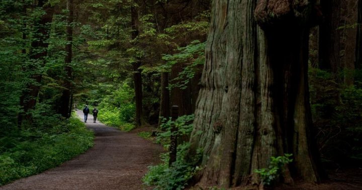 Vancouver to remove a fraction of 160K Stanley Park trees it originally estimated - BC