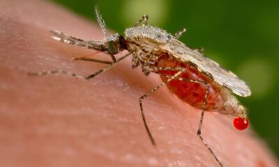 WHO certifies Egypt as malaria-free; calls it ‘historic feat’ ending ancient scourge