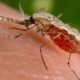 WHO certifies Egypt as malaria-free; calls it ‘historic feat’ ending ancient scourge