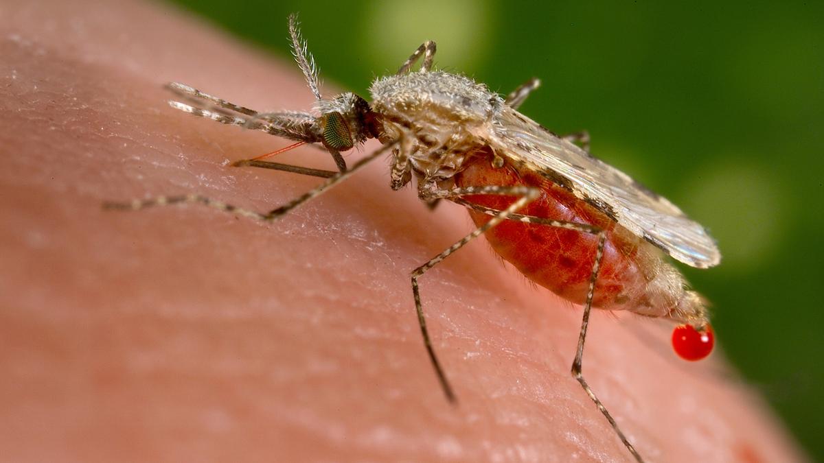 WHO certifies Egypt as malaria-free; calls it ‘historic feat’ ending ancient scourge