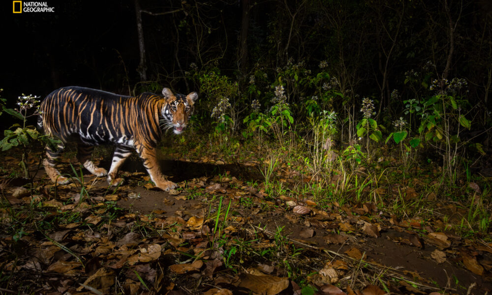 5 fascinating wildlife images from National Geographic's Pictures of the Year