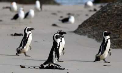 'Critically endangered' African penguins just want peace and food