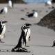 'Critically endangered' African penguins just want peace and food