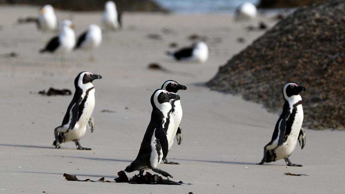 'Critically endangered' African penguins just want peace and food