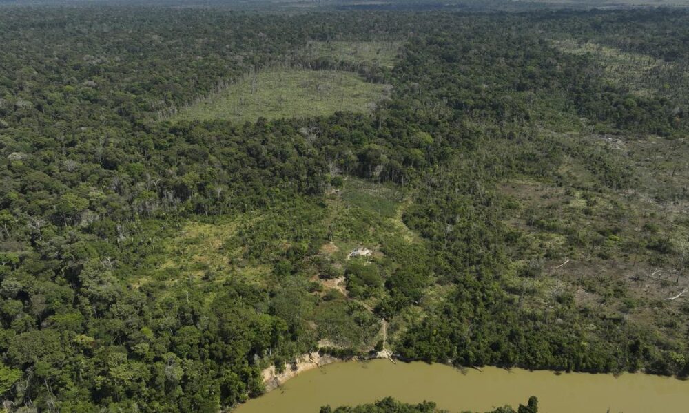 Deforestation in Brazil’s Amazon drops by nearly 31% compared to previous year