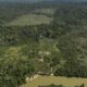 Deforestation in Brazil’s Amazon drops by nearly 31% compared to previous year