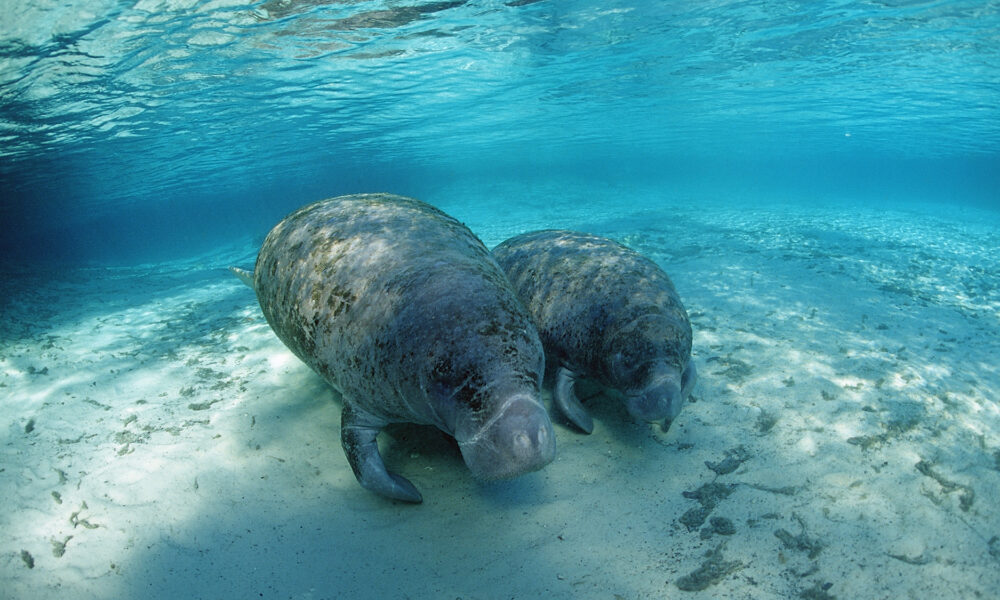 Florida’s famous manatees were originally tourists