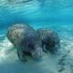 Florida’s famous manatees were originally tourists