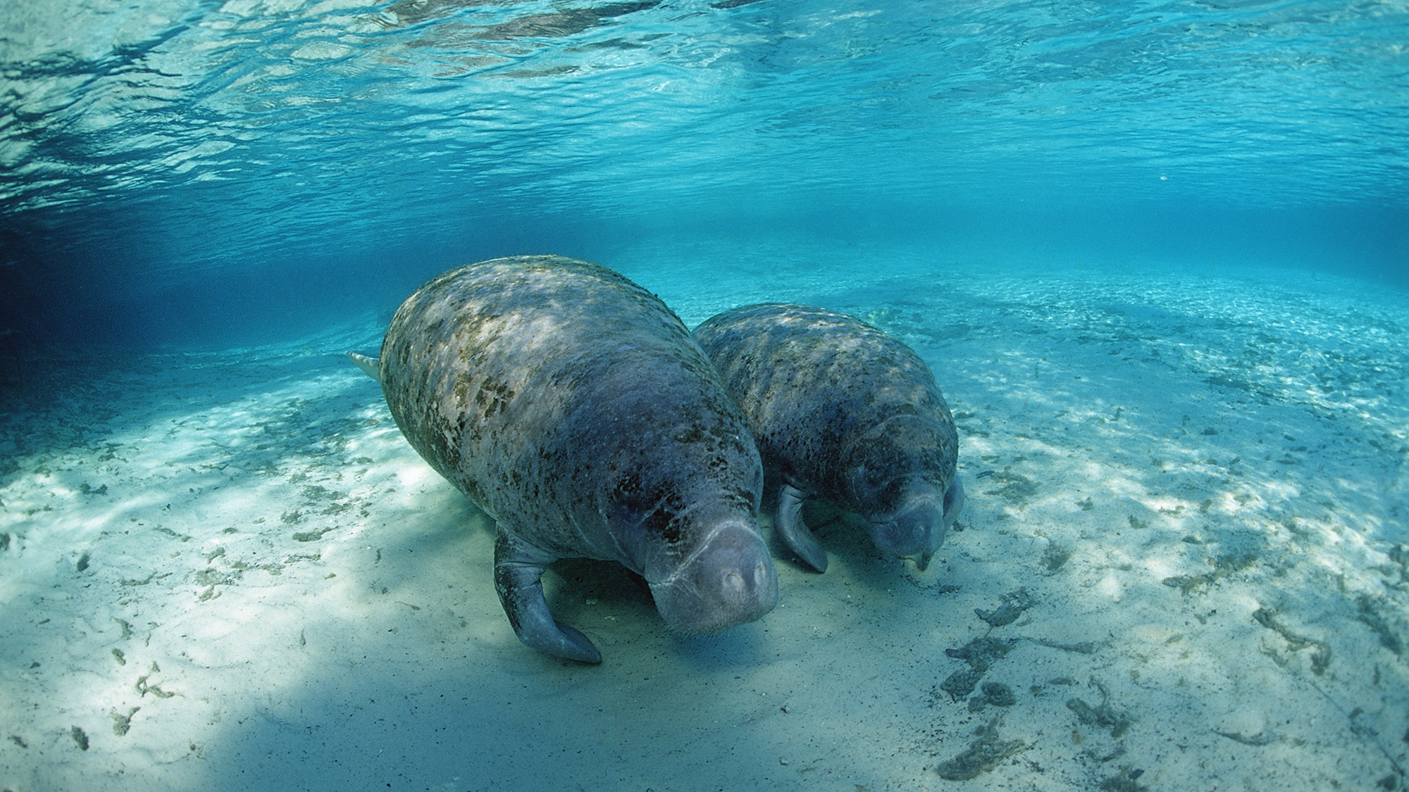 Florida’s famous manatees were originally tourists