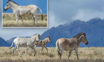 Scientists divided over resurrection of extinct quagga species