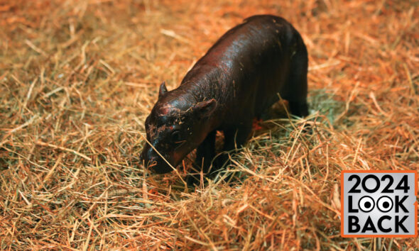 a baby pygmy hippo stands on straw at a zoo