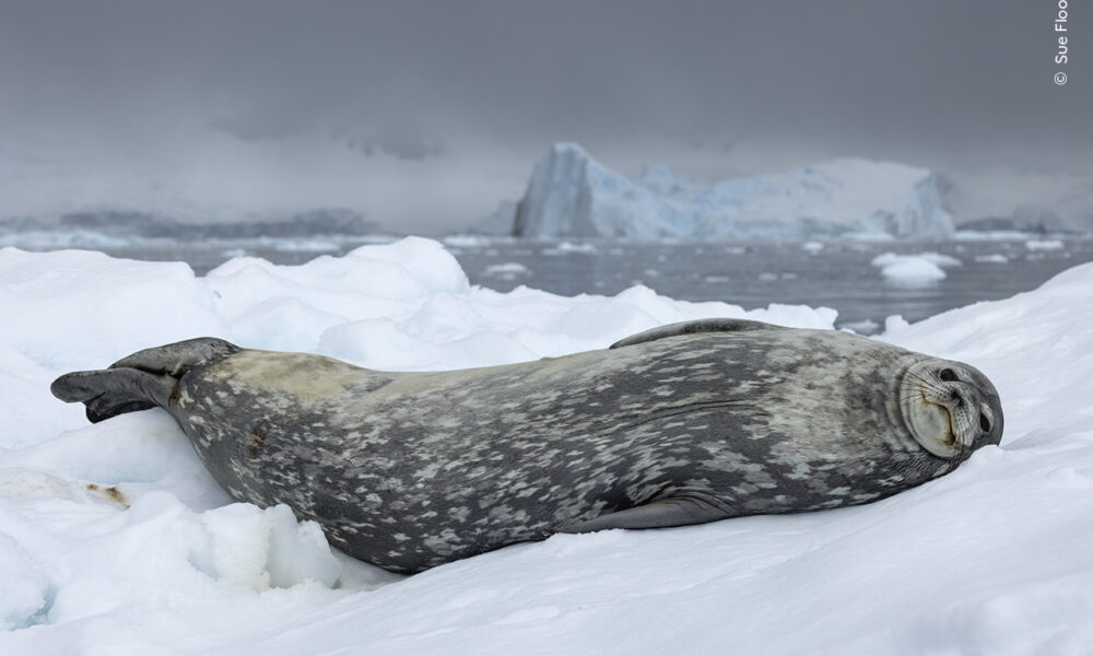 A dramatic blue-grey sky highlights the soft greys of a Weddell seal as it rests on an ice floe.