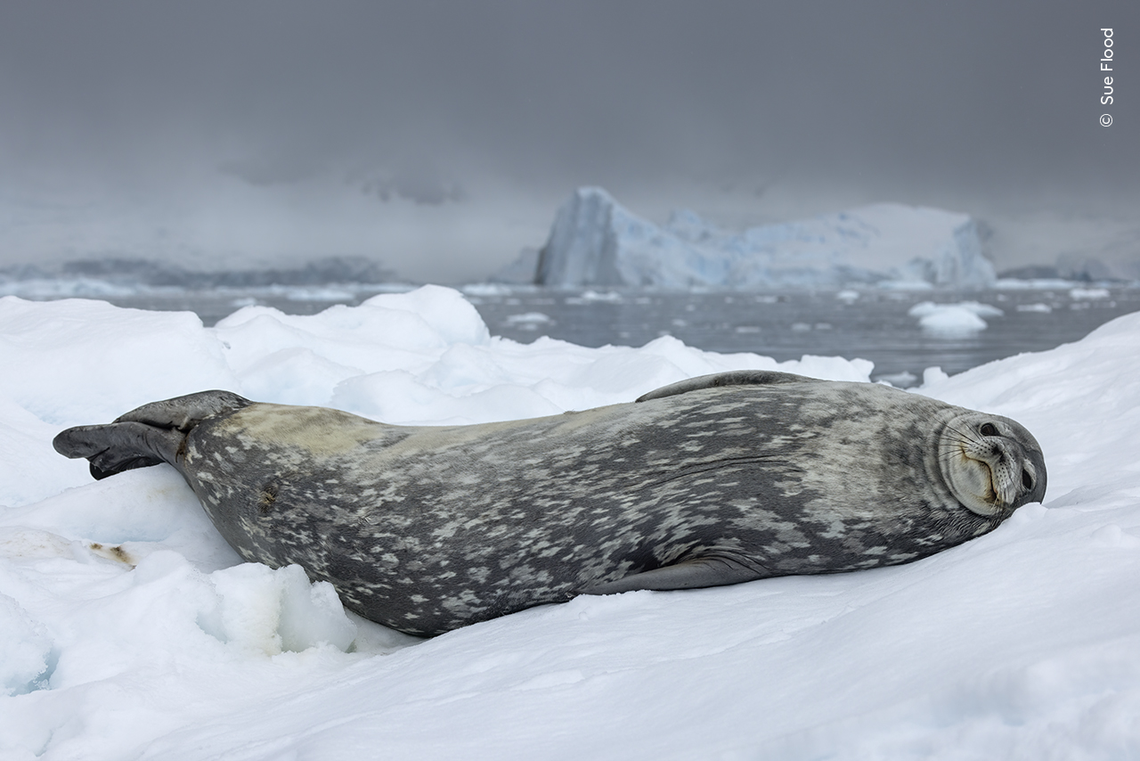 A dramatic blue-grey sky highlights the soft greys of a Weddell seal as it rests on an ice floe.