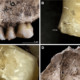 Fire likely killed a group of Stone Age humans uncovered in Ukraine