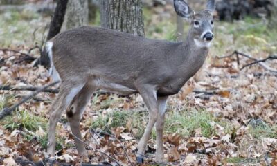 Longueuil deer cull ends after 105 animals killed in urban park - Montreal