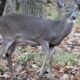 Longueuil deer cull ends after 105 animals killed in urban park - Montreal