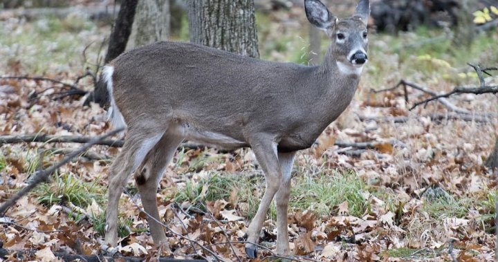 Longueuil deer cull ends after 105 animals killed in urban park - Montreal