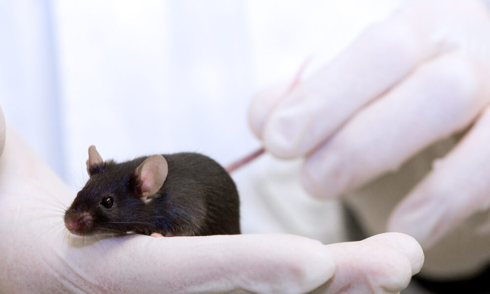 Past experiences strongly affect empathy in mice 