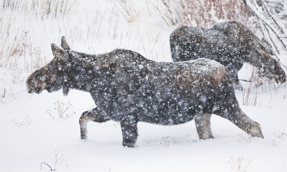 best national parks to visit in january