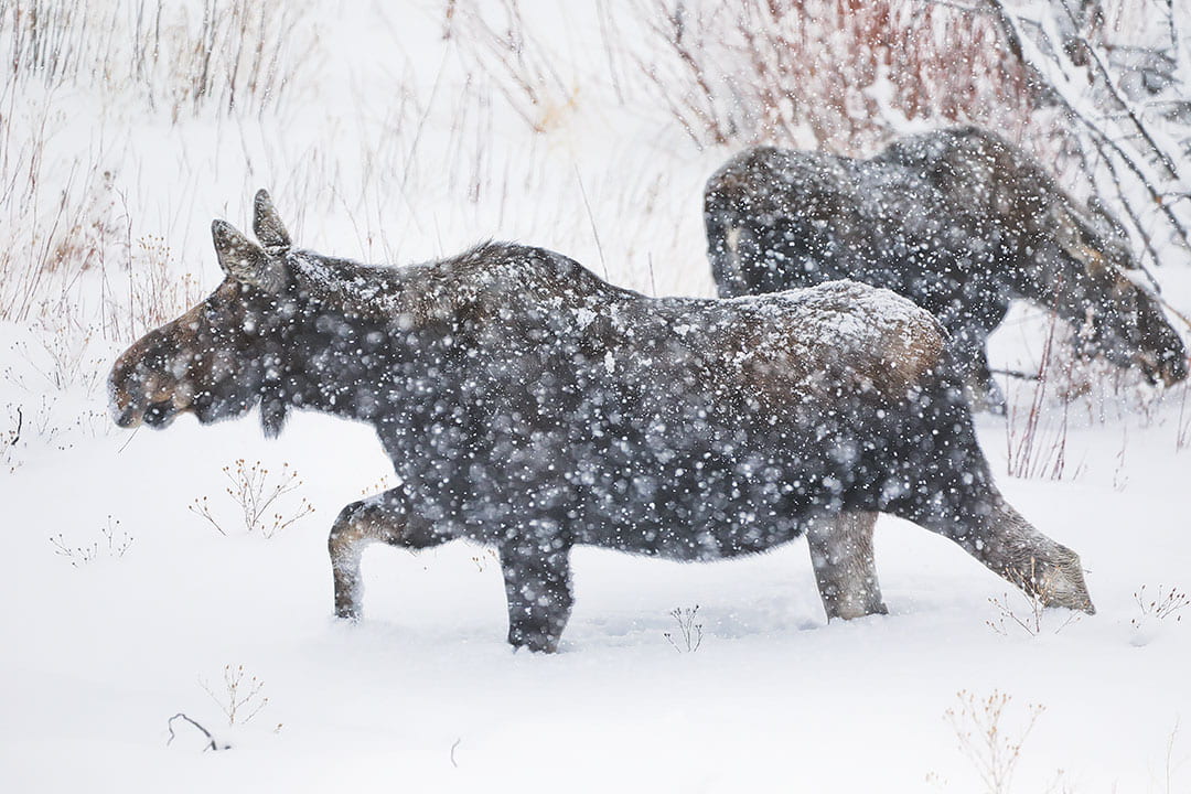 best national parks to visit in january