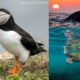 a puffin, whale tail at sunset, and a sea turtle