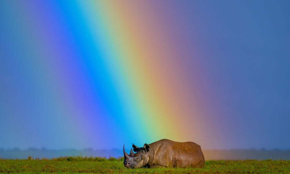 A black rhino rests under a rainbow at Ol Pejeta Conservancy in Kenya. In 2024, 21 black rhinos were moved to their new home at Loisaba Conservancy in Laikipia, Kenya. Kenyaís black rhino population was poached almost to extinction and went from a low of 290 animals to 1004 today. They are expanding their habitat and it is a testament to Kenyaís conservation efforts. Ami Vitaleís career stands as a testament to her deep dedication to documenting and addressing global crises. As an acclaimed National Geographic photographer, writer, and documentary filmmaker, as well as the founder of Vital Impacts, Ami has consistently spotlighted critical issues affecting our world. Her journey began in conflict zones, where she observed firsthand how environmental degradationófrom resource scarcity to climate changeóintensifies human suffering and conflict. Follow Ami on Instagram @amivitale Photo by Ami Vitale/The Nature Conservancy