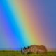 A black rhino rests under a rainbow at Ol Pejeta Conservancy in Kenya. In 2024, 21 black rhinos were moved to their new home at Loisaba Conservancy in Laikipia, Kenya. Kenyaís black rhino population was poached almost to extinction and went from a low of 290 animals to 1004 today. They are expanding their habitat and it is a testament to Kenyaís conservation efforts. Ami Vitaleís career stands as a testament to her deep dedication to documenting and addressing global crises. As an acclaimed National Geographic photographer, writer, and documentary filmmaker, as well as the founder of Vital Impacts, Ami has consistently spotlighted critical issues affecting our world. Her journey began in conflict zones, where she observed firsthand how environmental degradationófrom resource scarcity to climate changeóintensifies human suffering and conflict. Follow Ami on Instagram @amivitale Photo by Ami Vitale/The Nature Conservancy