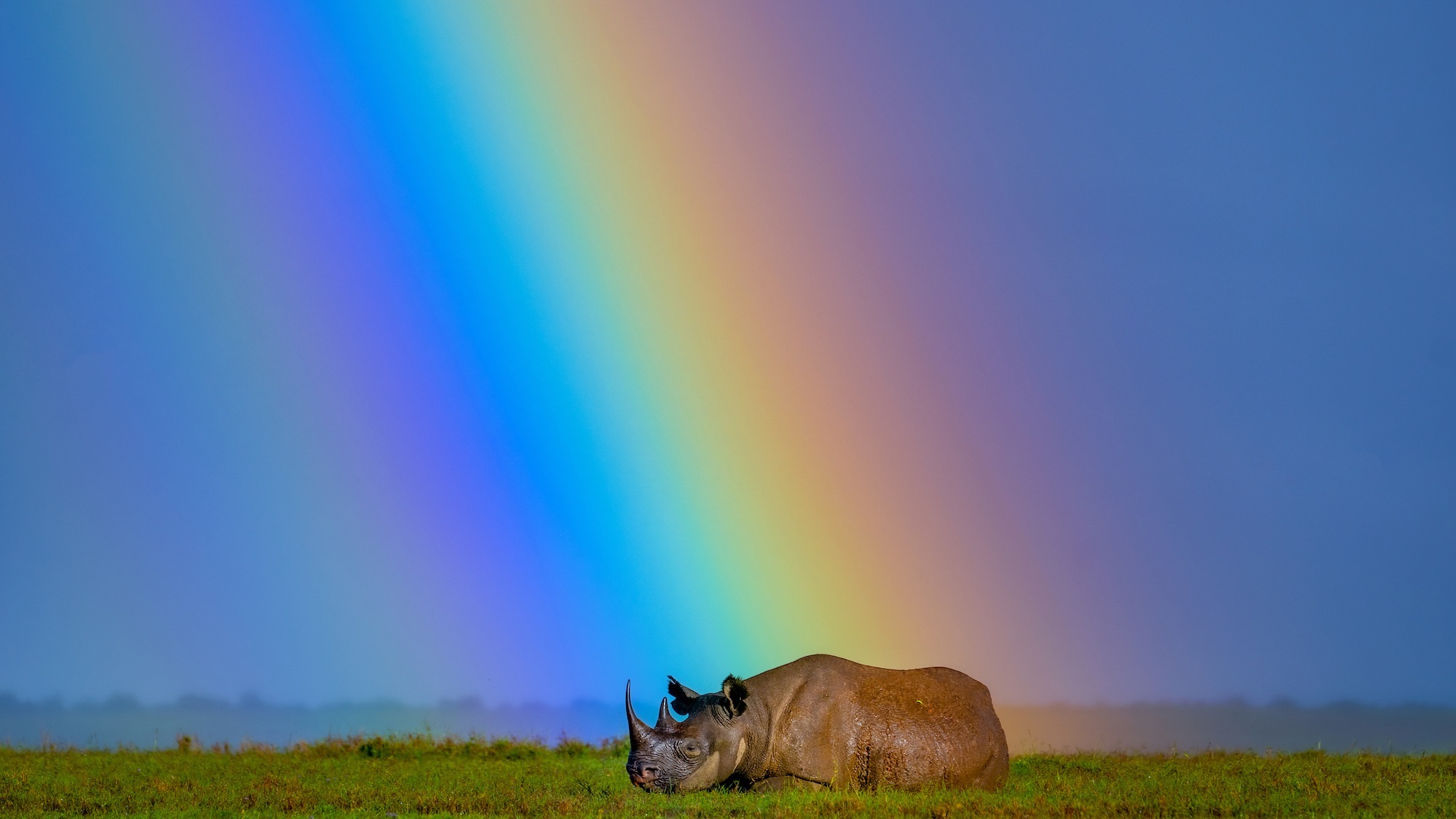 A black rhino rests under a rainbow at Ol Pejeta Conservancy in Kenya. In 2024, 21 black rhinos were moved to their new home at Loisaba Conservancy in Laikipia, Kenya. Kenyaís black rhino population was poached almost to extinction and went from a low of 290 animals to 1004 today. They are expanding their habitat and it is a testament to Kenyaís conservation efforts. Ami Vitaleís career stands as a testament to her deep dedication to documenting and addressing global crises. As an acclaimed National Geographic photographer, writer, and documentary filmmaker, as well as the founder of Vital Impacts, Ami has consistently spotlighted critical issues affecting our world. Her journey began in conflict zones, where she observed firsthand how environmental degradationófrom resource scarcity to climate changeóintensifies human suffering and conflict. Follow Ami on Instagram @amivitale Photo by Ami Vitale/The Nature Conservancy