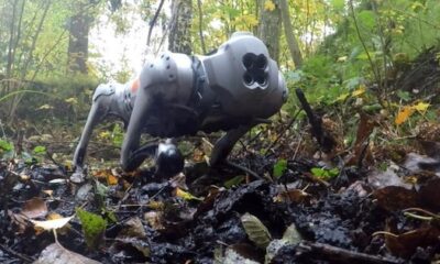 Dog robots can trek through mud using moose-inspired hooves