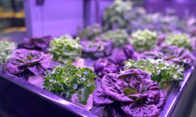 Food-flation, wilted produce and recalls cause indoor garden trend to grow like a weed - Winnipeg