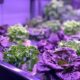 Food-flation, wilted produce and recalls cause indoor garden trend to grow like a weed - Winnipeg