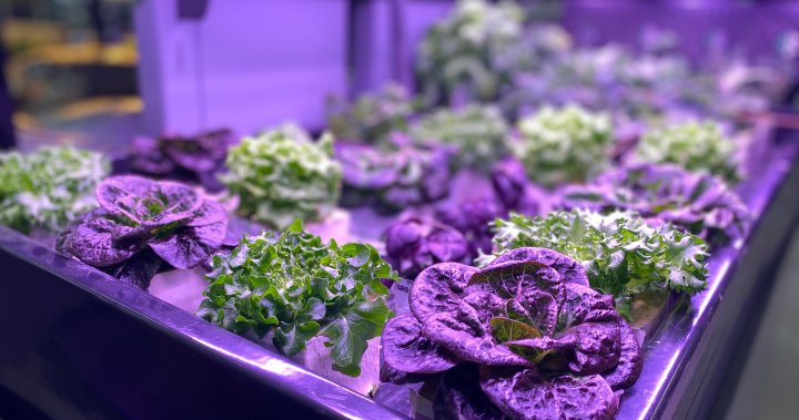 Food-flation, wilted produce and recalls cause indoor garden trend to grow like a weed - Winnipeg