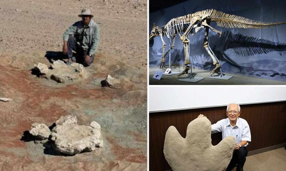 Largest two-legged dinosaur footprints discovered, scientists say