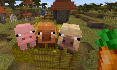 Minecraft's beta versions now offer adorable hot and cold pig variants