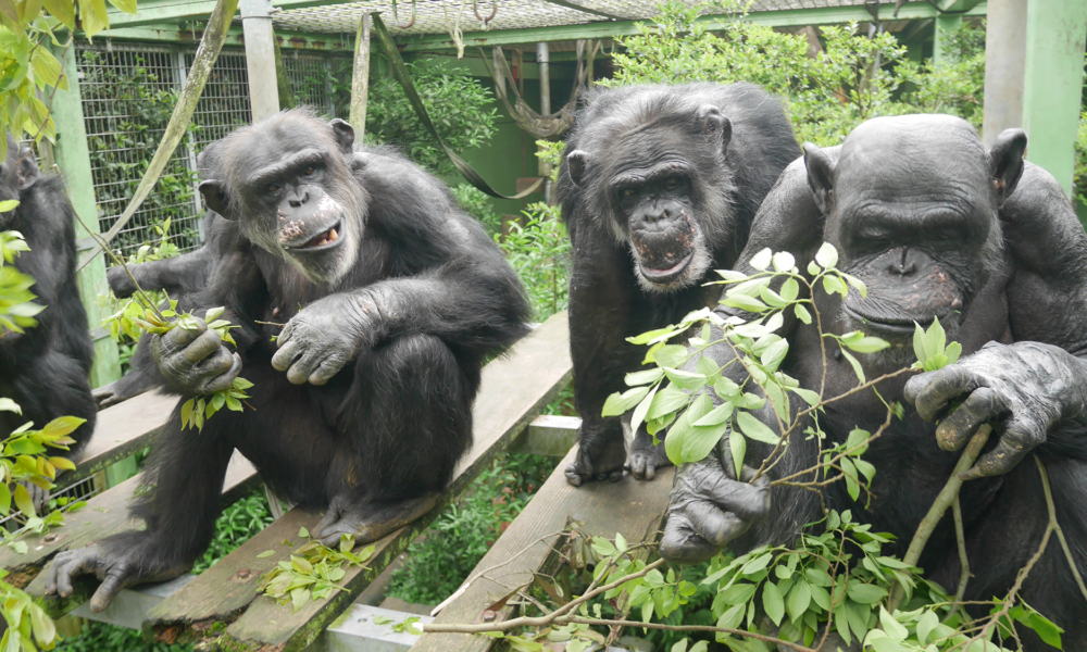 Peeing is contagious for chimpanzees