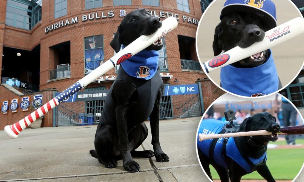 Ripken The Bat Dog, sport item fetching pooch in North Carolina, dies