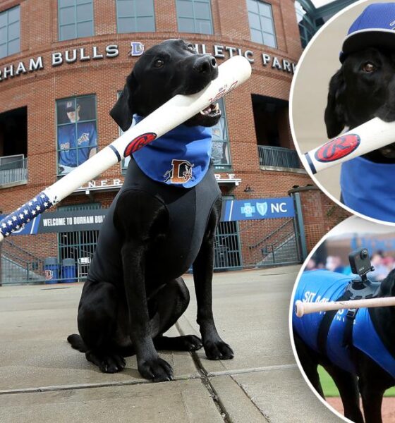 Ripken The Bat Dog, sport item fetching pooch in North Carolina, dies